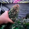 Glueberry O.G. feminised Ganja Seeds семена недорого Glueberry O.G. feminised Ganja Seeds семена недорого