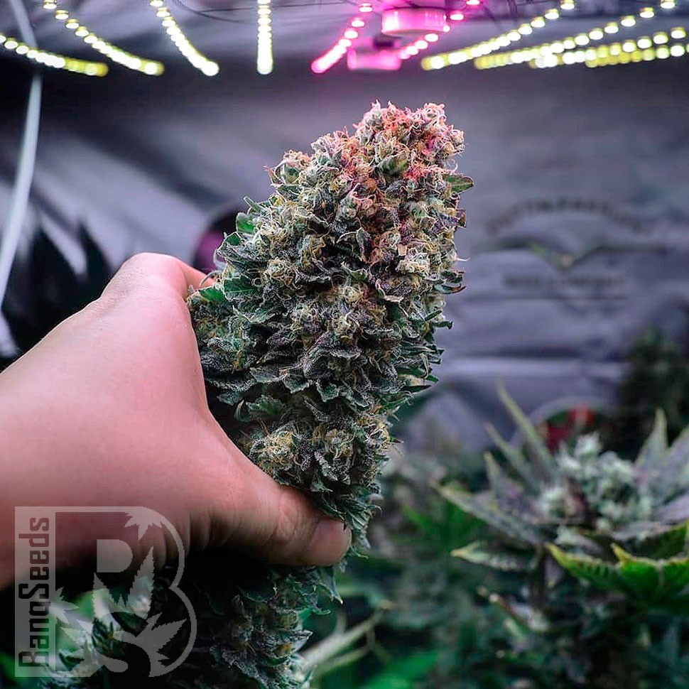 Семена Glueberry O.G. feminised Ganja Seeds