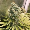 Качественные семена Glueberry O.G. feminised Ganja Seeds Качественные семена Glueberry O.G. feminised Ganja Seeds