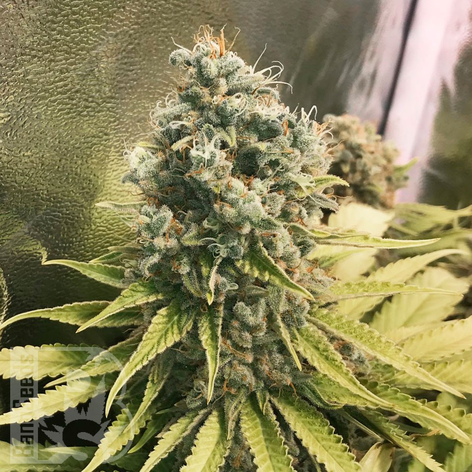 Качественные семена Glueberry O.G. feminised Ganja Seeds Качественные семена Glueberry O.G. feminised Ganja Seeds