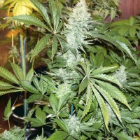 White Rhino feminised Ganja Seeds
