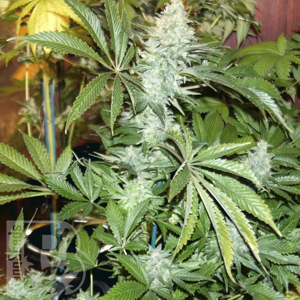 Семена конопли White Rhino feminised Ganja Seeds