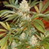 купить White Rhino feminised Ganja Seeds купить White Rhino feminised Ganja Seeds
