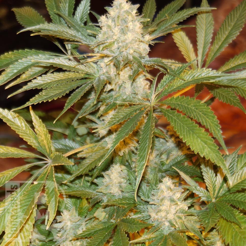 купить White Rhino feminised Ganja Seeds купить White Rhino feminised Ganja Seeds