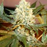 White Rhino feminised Ganja Seeds недорого White Rhino feminised Ganja Seeds недорого