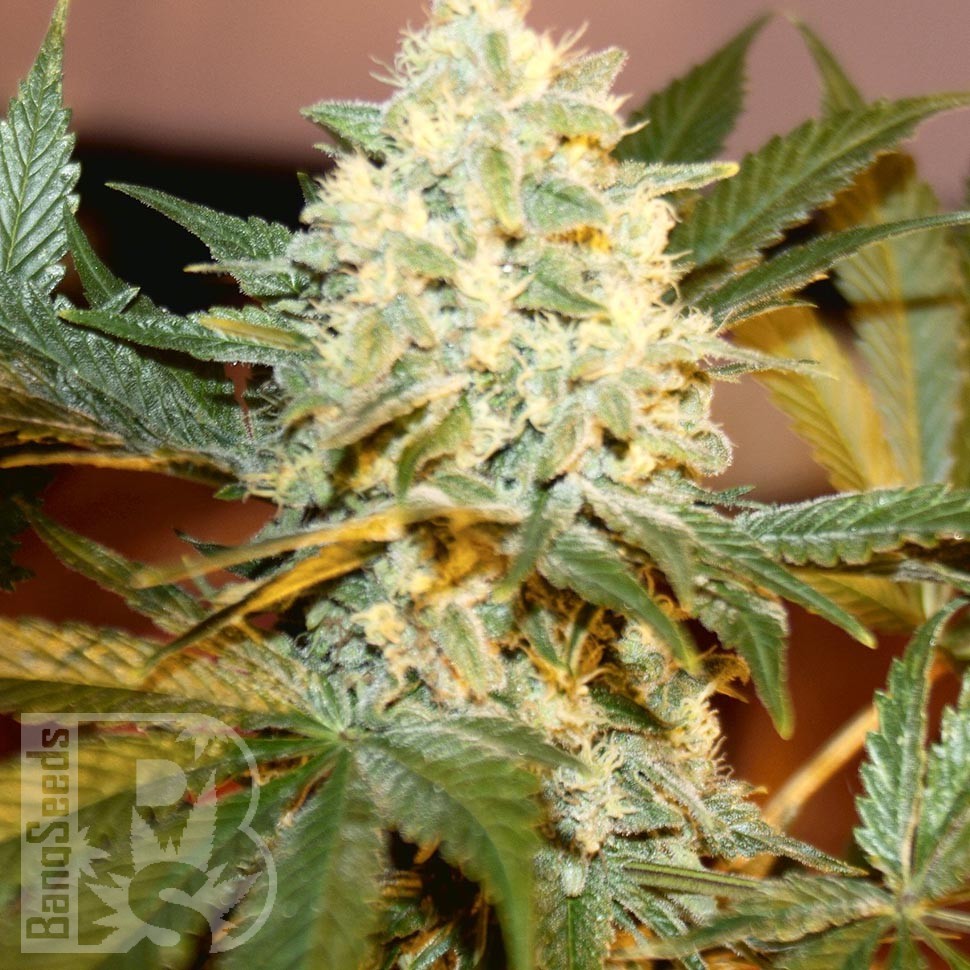 White Rhino feminised Ganja Seeds недорого White Rhino feminised Ganja Seeds недорого
