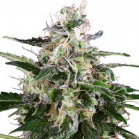 Snow White Amsterdam feminised Ganja Seeds