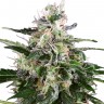 Семена марихуаны Snow White Amsterdam feminised Ganja Seeds Семена марихуаны Snow White Amsterdam feminised Ganja Seeds