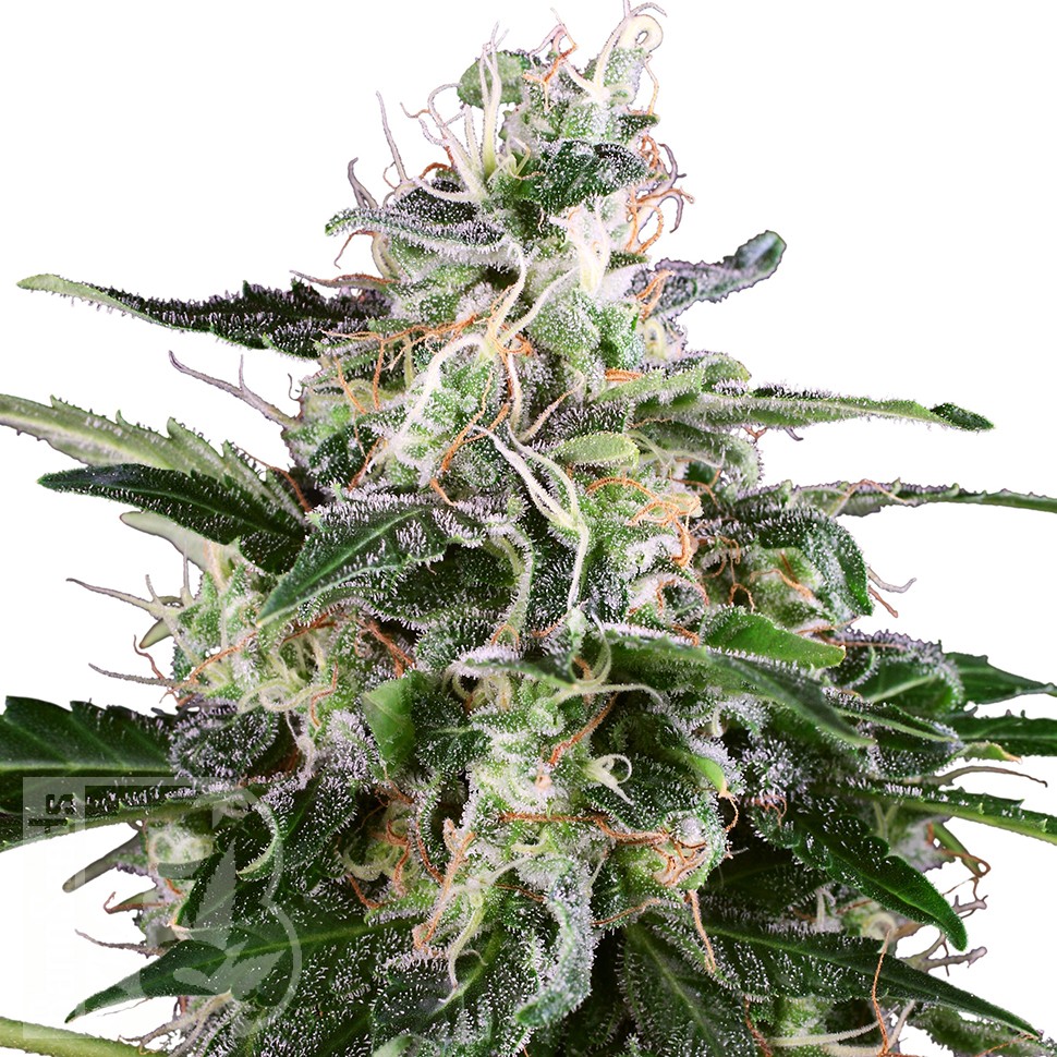 Семена марихуаны Snow White Amsterdam feminised Ganja Seeds