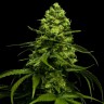 Семена марихуаны Snow White Amsterdam feminised Ganja Seeds Семена марихуаны Snow White Amsterdam feminised Ganja Seeds