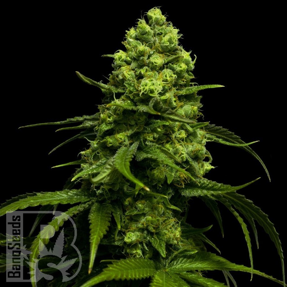 Семена марихуаны Snow White Amsterdam feminised Ganja Seeds Семена марихуаны Snow White Amsterdam feminised Ganja Seeds
