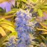 Семена конопли Auto Northern Lights regular Ganja Seeds Семена конопли Auto Northern Lights regular Ganja Seeds