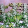Семена конопли Auto Northern Lights regular Ganja Seeds Семена конопли Auto Northern Lights regular Ganja Seeds