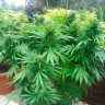 Семена конопли Auto Northern Lights regular Ganja Seeds Семена конопли Auto Northern Lights regular Ganja Seeds