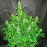 Семена конопли Auto Northern Lights regular Ganja Seeds Семена конопли Auto Northern Lights regular Ganja Seeds