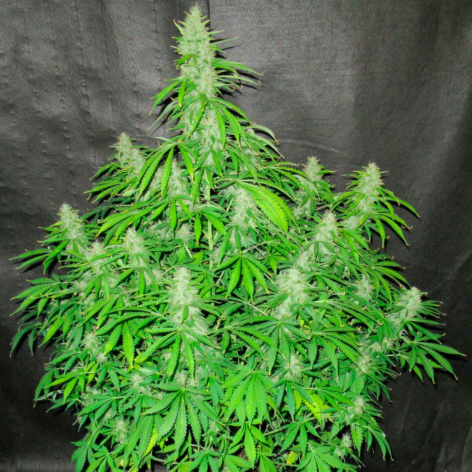 Семена конопли Auto Northern Lights regular Ganja Seeds Семена конопли Auto Northern Lights regular Ganja Seeds
