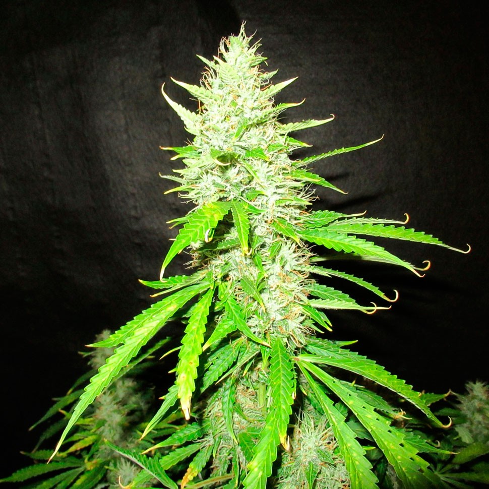 Семена конопли Auto Northern Lights regular Ganja Seeds Семена конопли Auto Northern Lights regular Ganja Seeds
