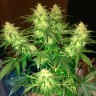 Семена конопли Auto Northern Lights regular Ganja Seeds Семена конопли Auto Northern Lights regular Ganja Seeds