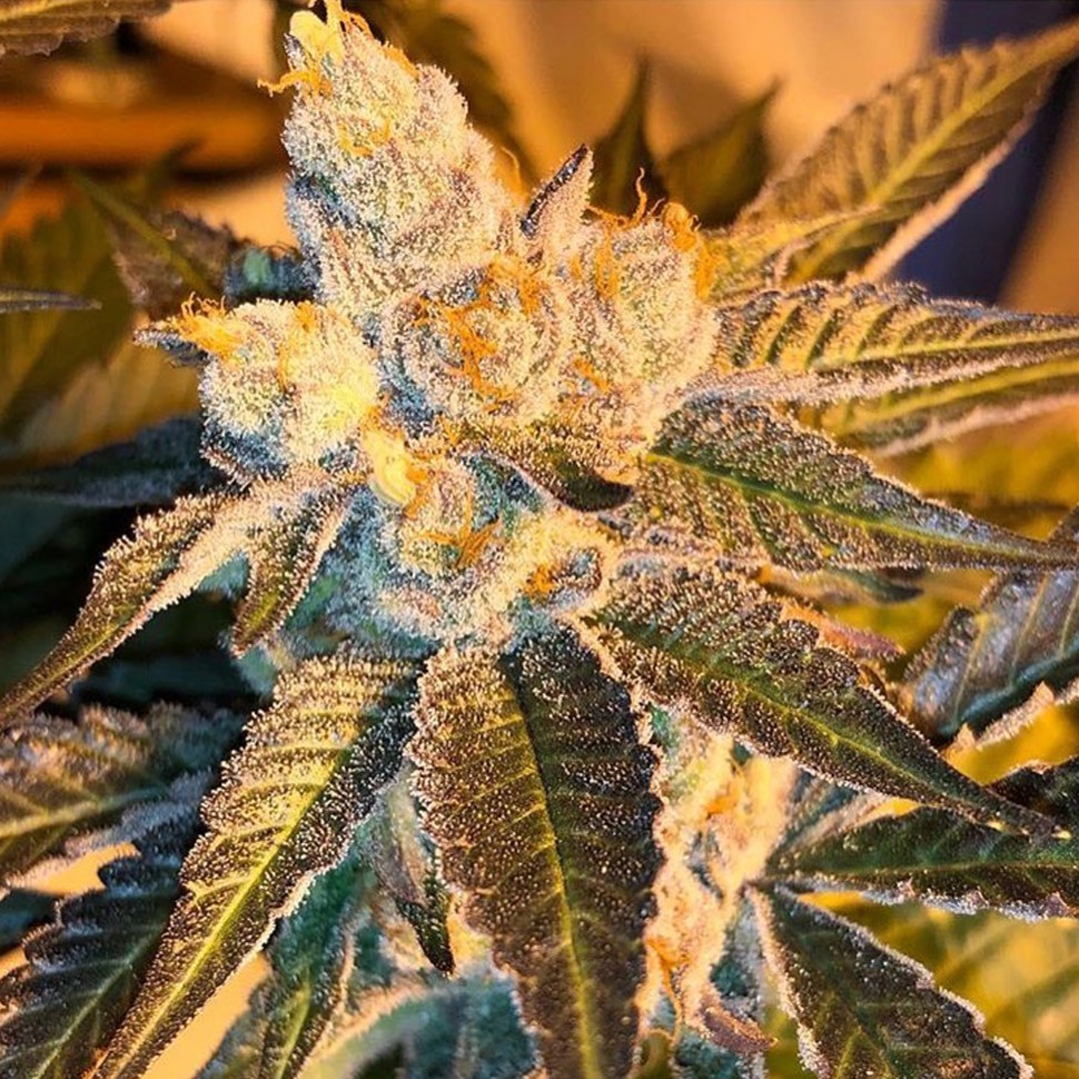 Семена каннабиса Cyclops regular Ganja Seeds