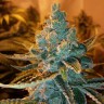 заказать семена конопли почтой Cyclops reg заказать семена конопли почтой Cyclops reg