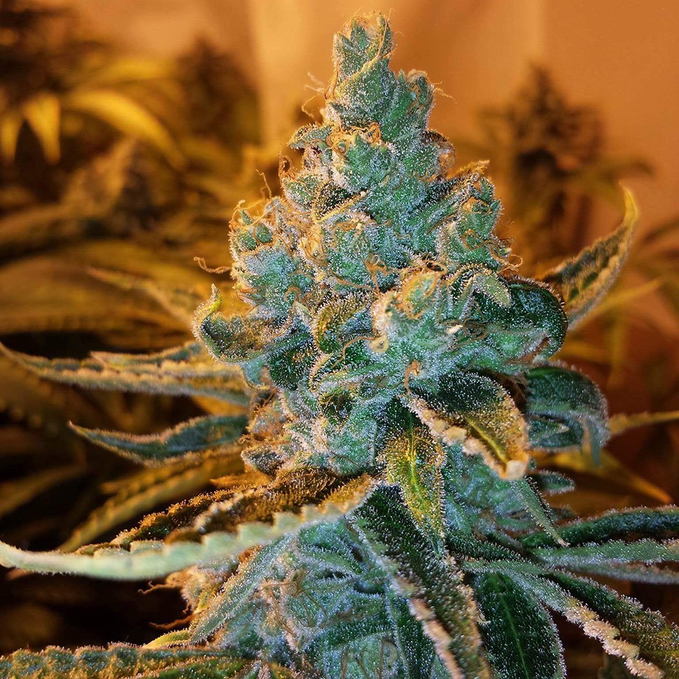 заказать семена конопли почтой Cyclops reg заказать семена конопли почтой Cyclops reg