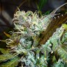 заказать семена конопли курьером Cheese feminised заказать семена конопли курьером Cheese feminised
