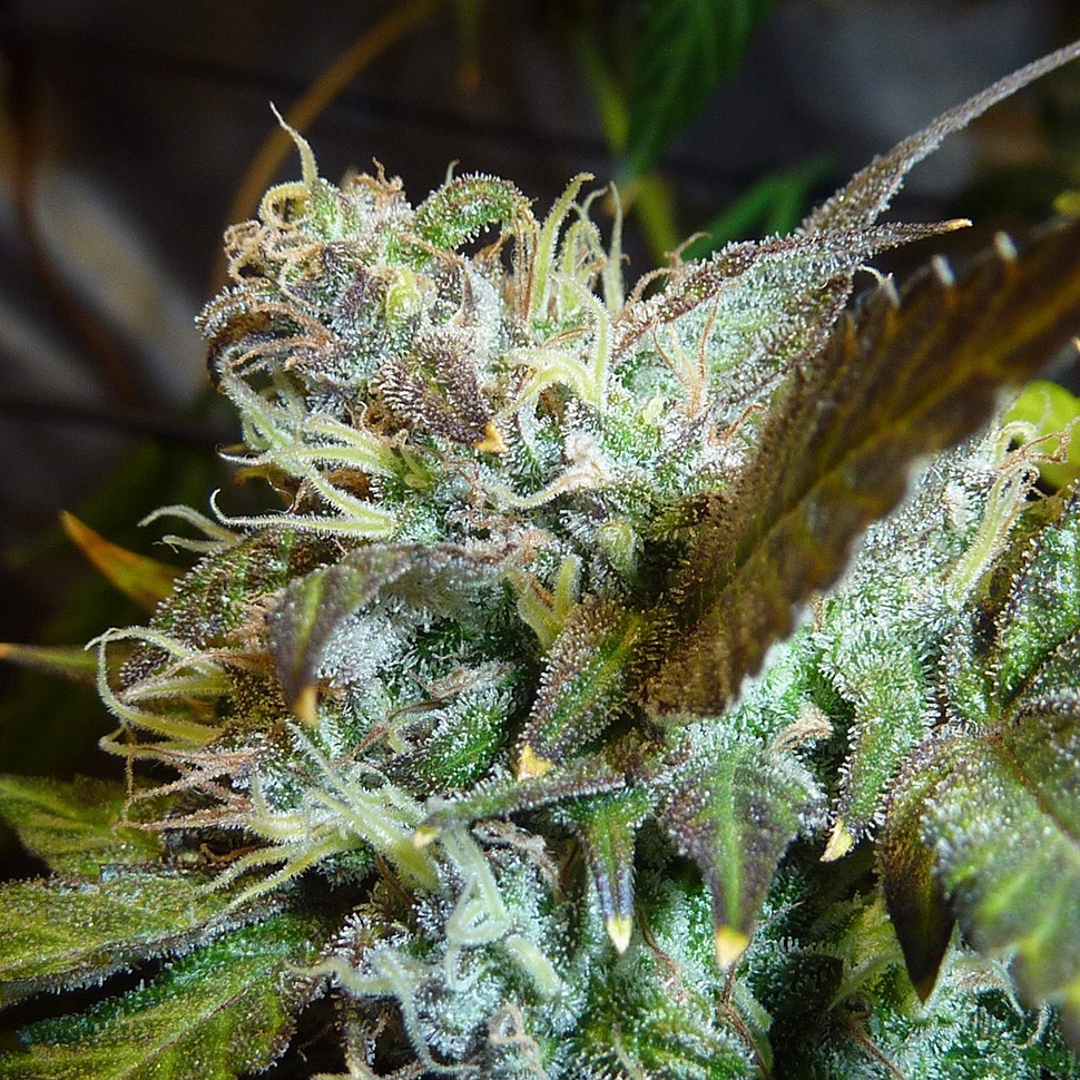 заказать семена конопли курьером Cheese feminised заказать семена конопли курьером Cheese feminised