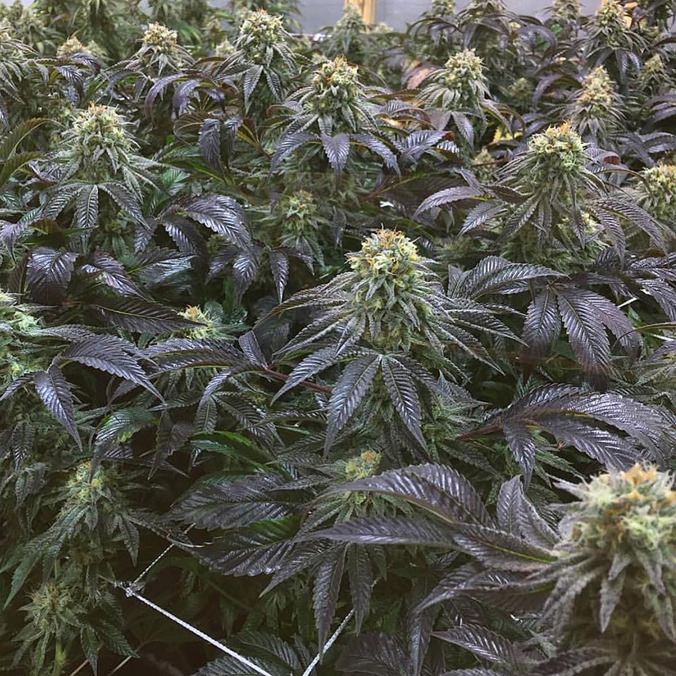 Семена каннабиса NHL Diesel feminised Victory Seeds