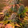 семена конопли Auto Night Queen feminised Ganja Seeds семена конопли Auto Night Queen feminised Ganja Seeds