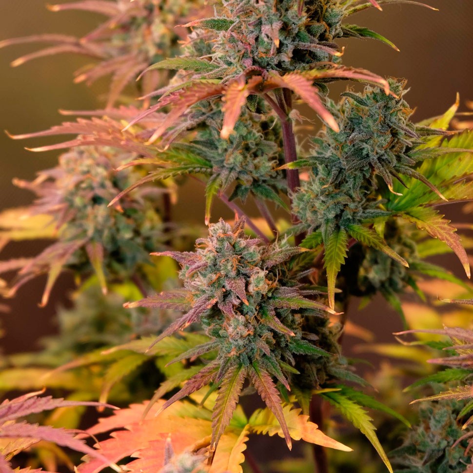 Семена Auto Night Queen feminised Ganja Seeds