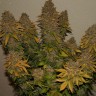 Семена Auto Night Queen feminised Ganja Seeds Семена Auto Night Queen feminised Ganja Seeds