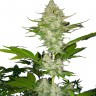 Семена Auto Candy Kush feminised Ganja Seeds купить Семена Auto Candy Kush feminised Ganja Seeds купить