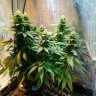 Семена Auto Candy Kush feminised Ganja Seeds заказать Семена Auto Candy Kush feminised Ganja Seeds заказать