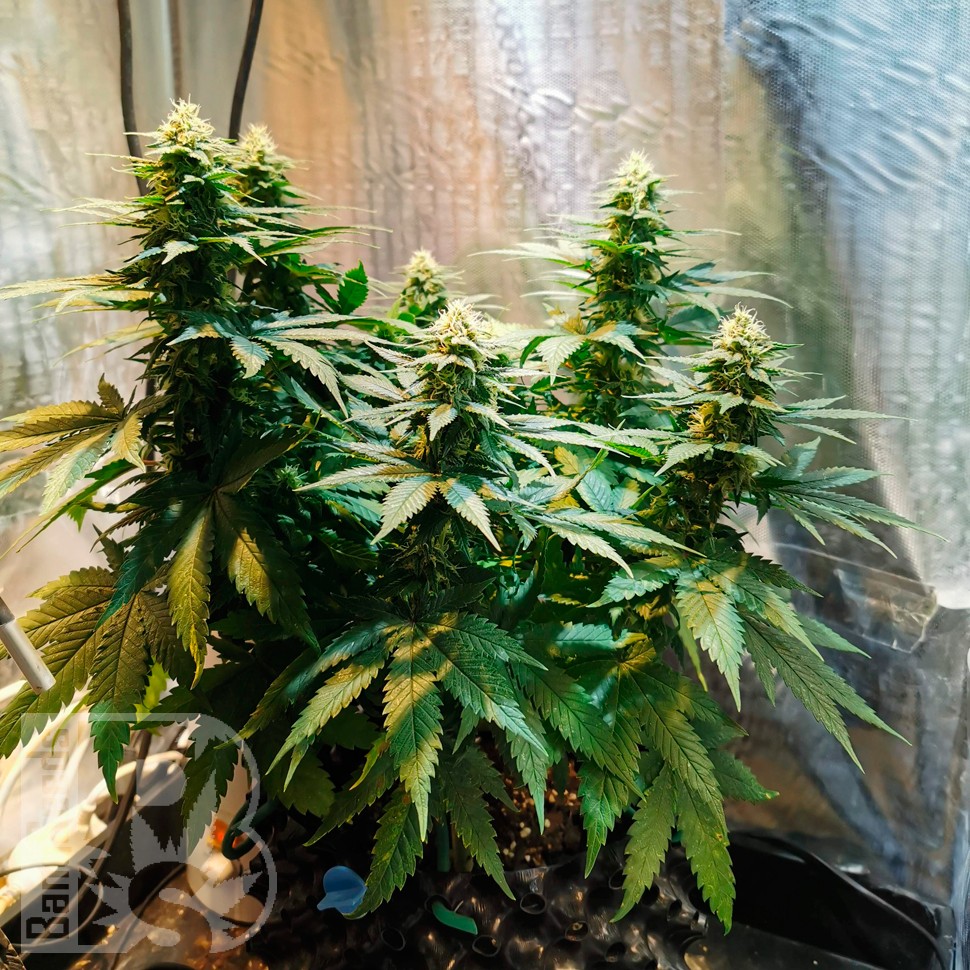 Семена Auto Candy Kush feminised Ganja Seeds заказать Семена Auto Candy Kush feminised Ganja Seeds заказать