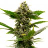 Недорогие семена Auto Candy Kush feminised Ganja Seeds Недорогие семена Auto Candy Kush feminised Ganja Seeds