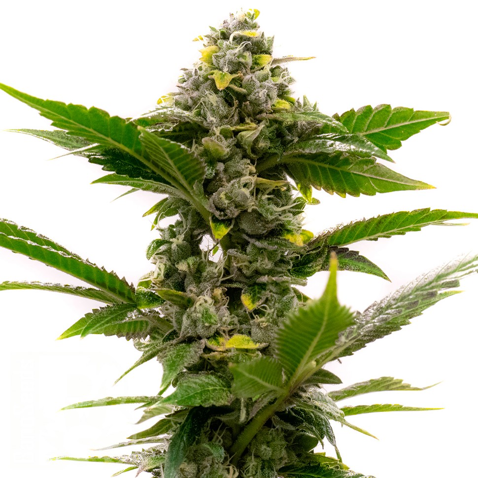 Недорогие семена Auto Candy Kush feminised Ganja Seeds Недорогие семена Auto Candy Kush feminised Ganja Seeds