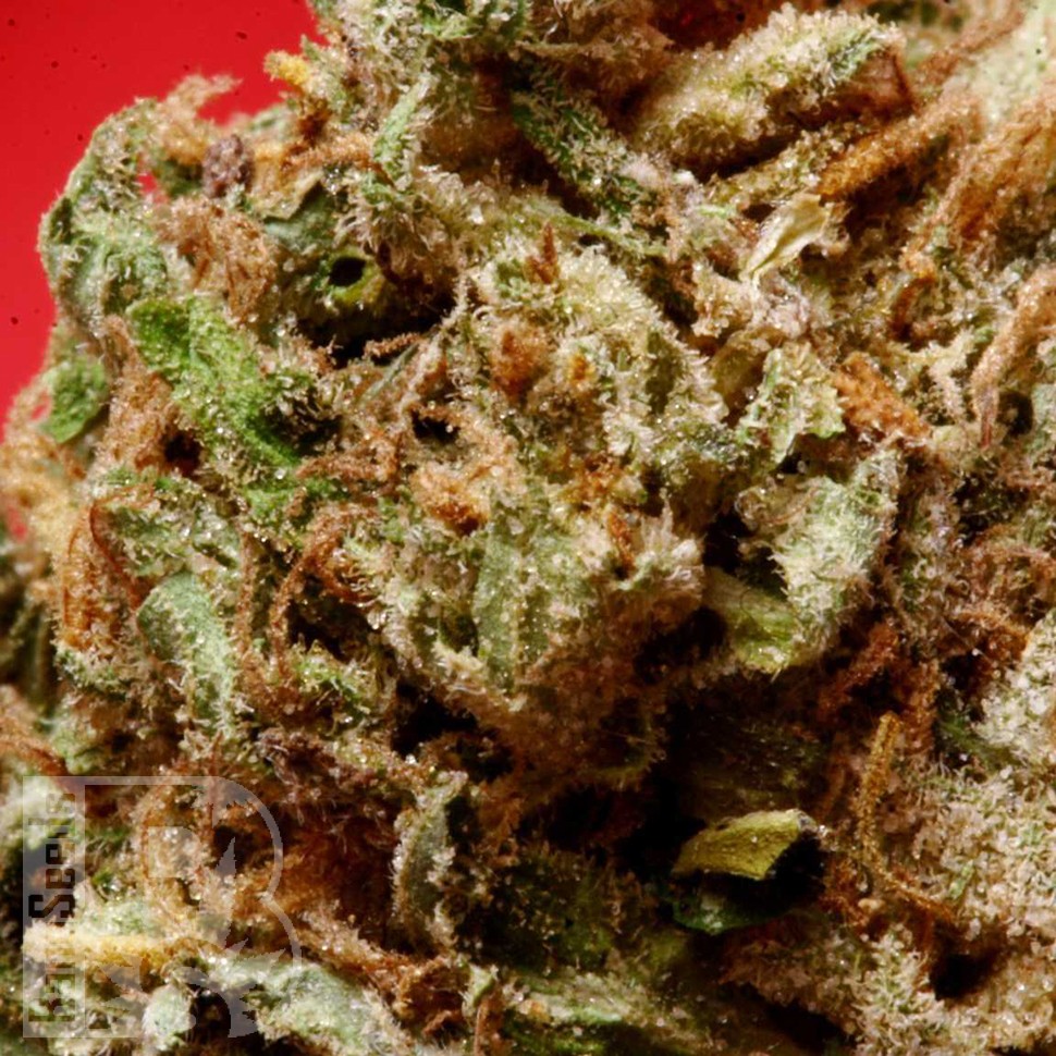 Blue Himalaya feminised Ganja Seeds Blue Himalaya feminised Ganja Seeds