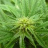 Blue Himalaya feminised Ganja Seeds Blue Himalaya feminised Ganja Seeds