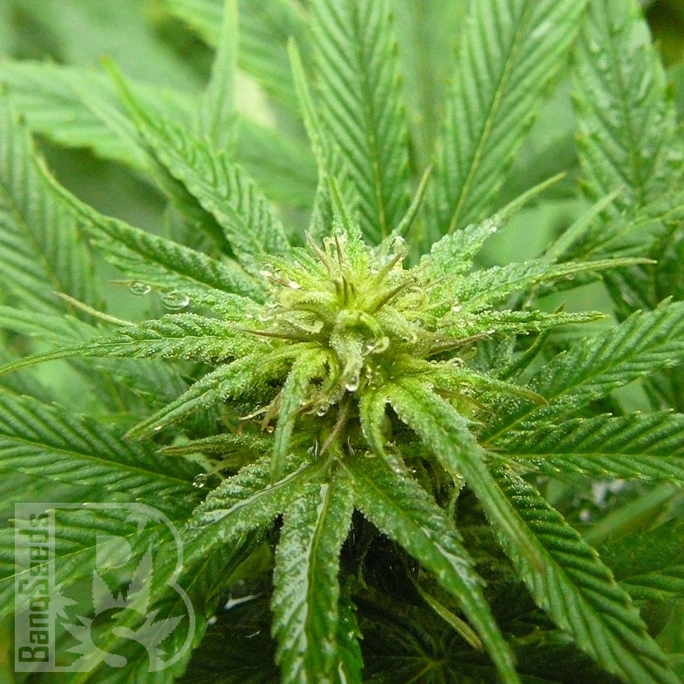 Blue Himalaya feminised Ganja Seeds Blue Himalaya feminised Ganja Seeds