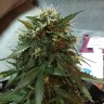 Blue Himalaya feminised Ganja Seeds Blue Himalaya feminised Ganja Seeds