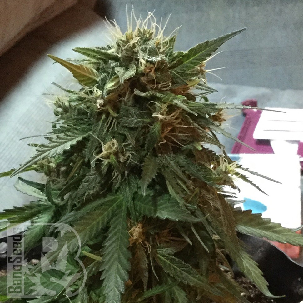 Blue Himalaya feminised Ganja Seeds Blue Himalaya feminised Ganja Seeds
