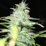 Blue Himalaya feminised Ganja Seeds Blue Himalaya feminised Ganja Seeds