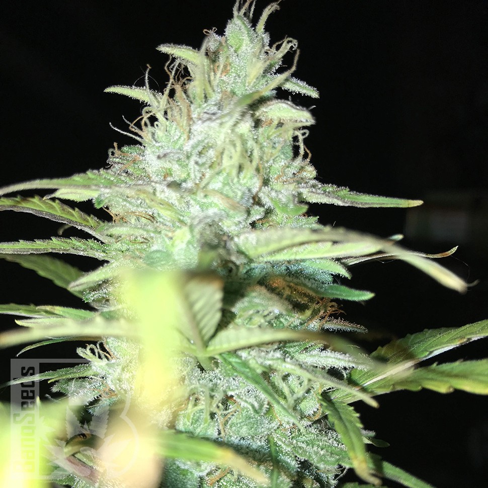Blue Himalaya feminised Ganja Seeds Blue Himalaya feminised Ganja Seeds