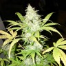 Blue Himalaya feminised Ganja Seeds Blue Himalaya feminised Ganja Seeds