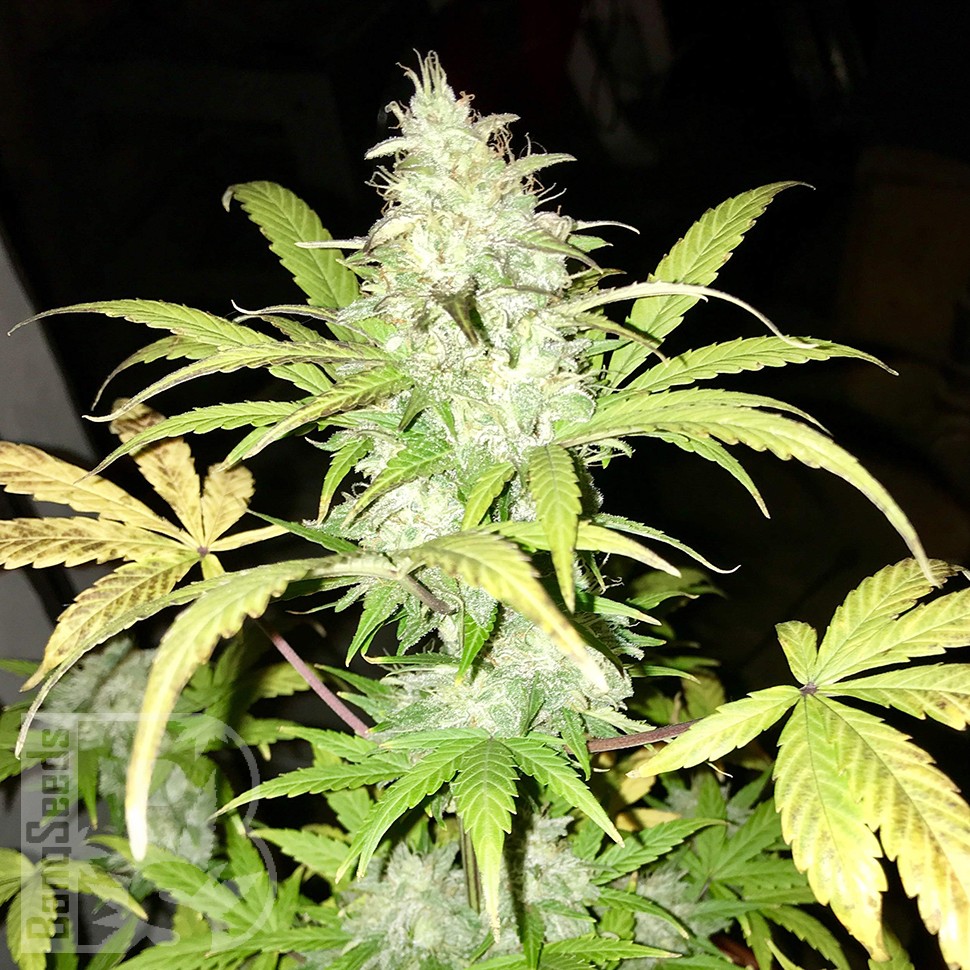 Blue Himalaya feminised Ganja Seeds Blue Himalaya feminised Ganja Seeds
