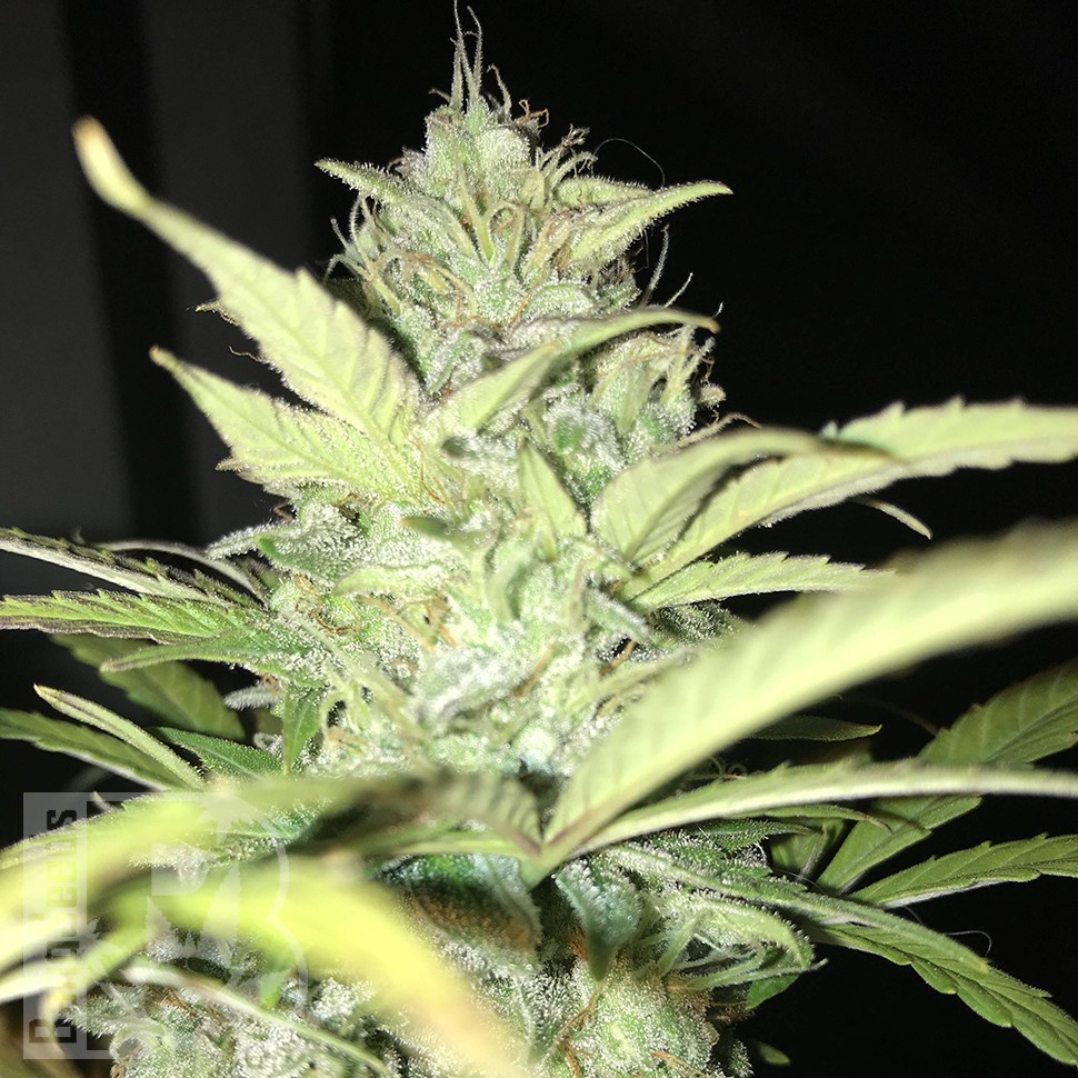 Blue Himalaya feminised Ganja Seeds Blue Himalaya feminised Ganja Seeds