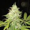 Blue Himalaya feminised Ganja Seeds Blue Himalaya feminised Ganja Seeds