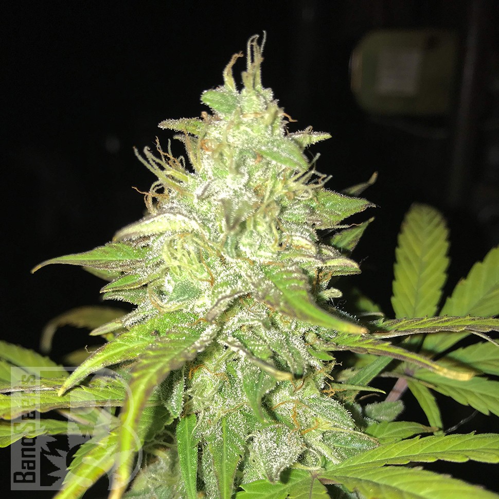 Blue Himalaya feminised Ganja Seeds Blue Himalaya feminised Ganja Seeds