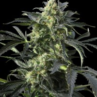Blue Himalaya feminised Ganja Seeds