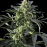 Blue Himalaya feminised Ganja Seeds Blue Himalaya feminised Ganja Seeds